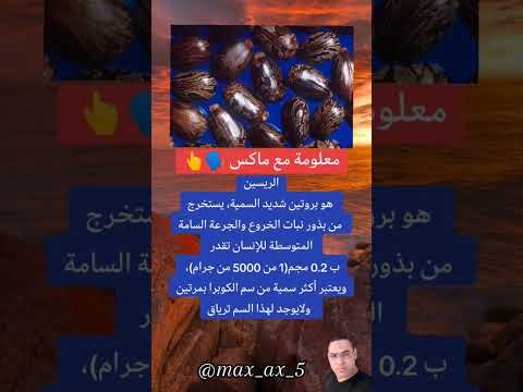 الريسين هو بروتين شديد السمية