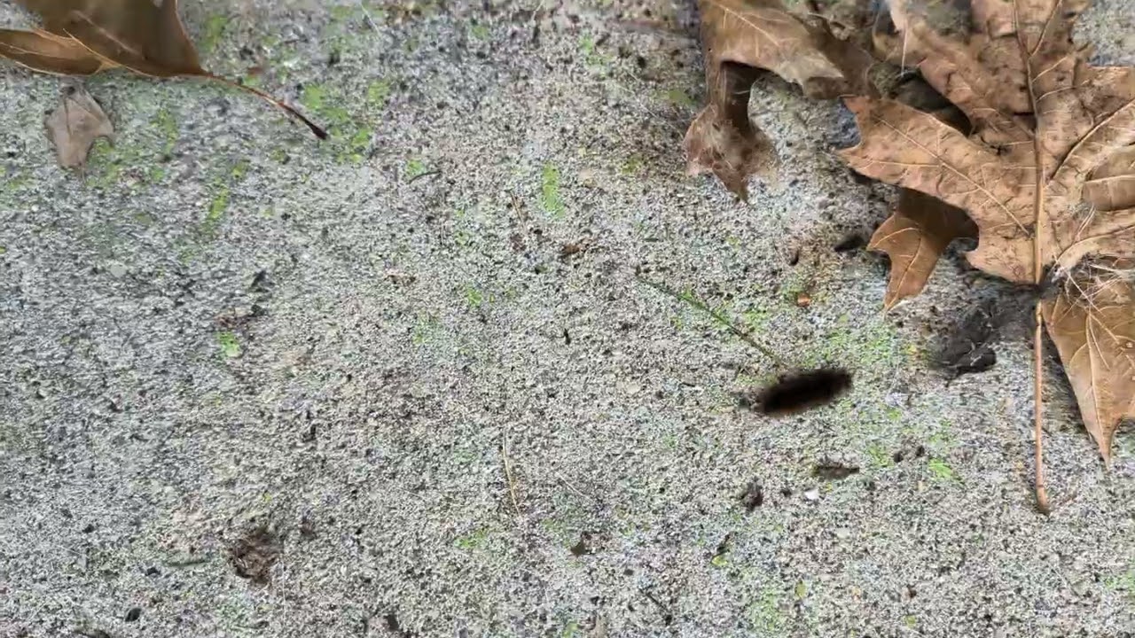 Another Black Caterpillar, anybody know what Butterfly it will be?  (2026) #shorts #drockingfish