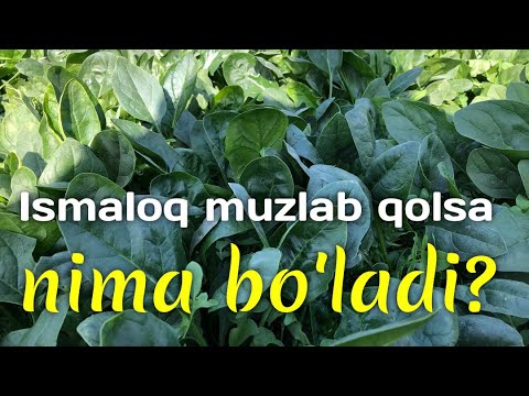 Video: Ismaloq Qanday Ta'mga Ega