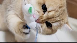 [Petz Route] Silk Cocoon Kasha Kasha Cat toy