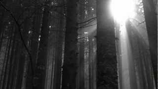 Mrak - Dreaming Forest