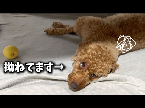 パパと犬が喧嘩しました【#トイプードル #犬#デカプー】