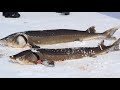 Sturgeon Spearing Lake Poygan 2019 2 Fish In 1 Day Sturgeon Spearing Lake Poygan 2019 2 Fish In 1 Day