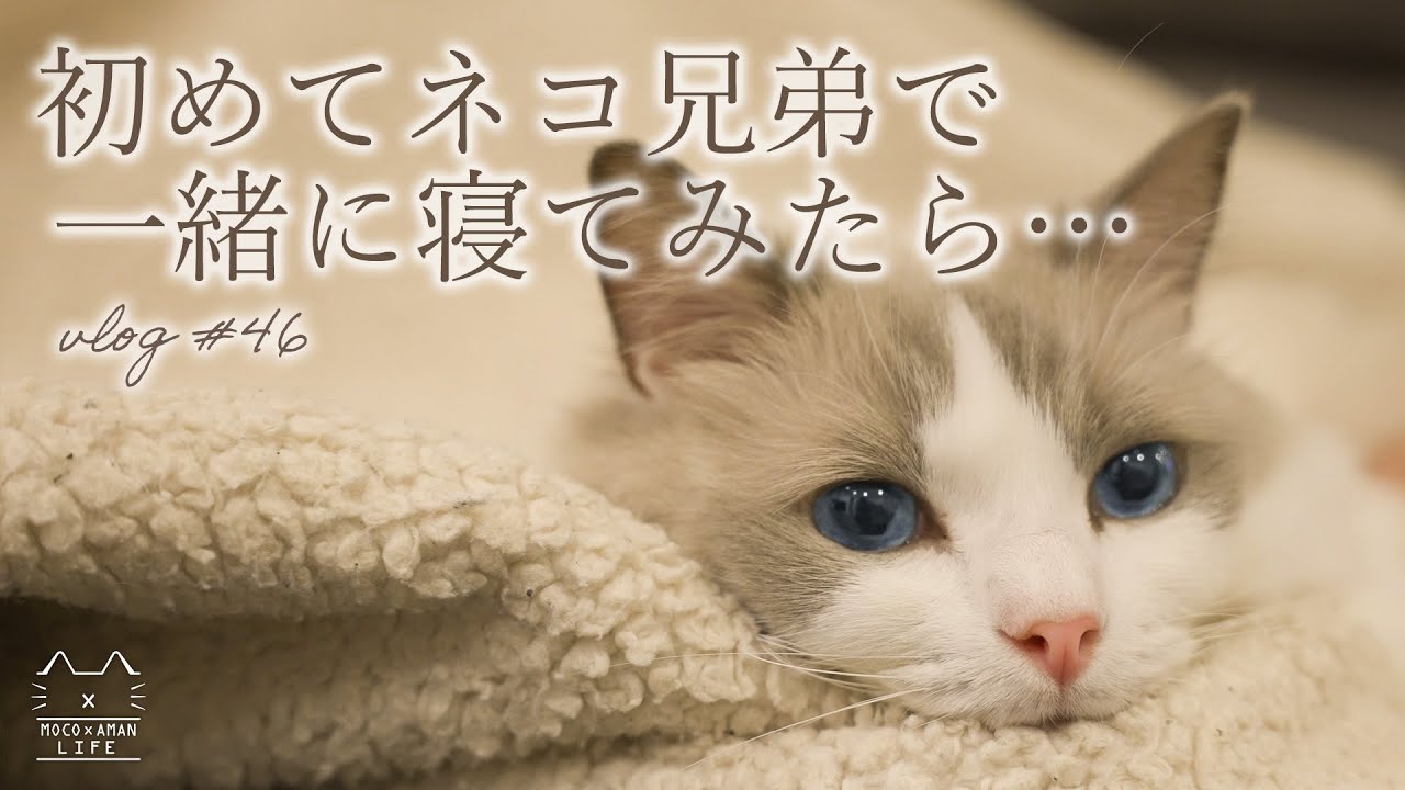 一緒に寝ないモフ猫兄弟が同じ部屋で寝てみたら ラグドール猫 46 Youtube