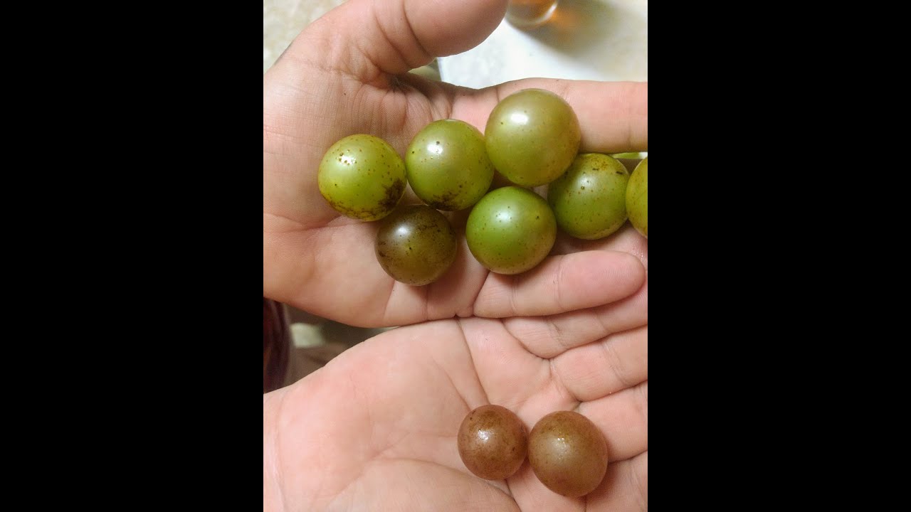Make Homemade Scuppernong Wine on a Budget! (part 1) YouTube