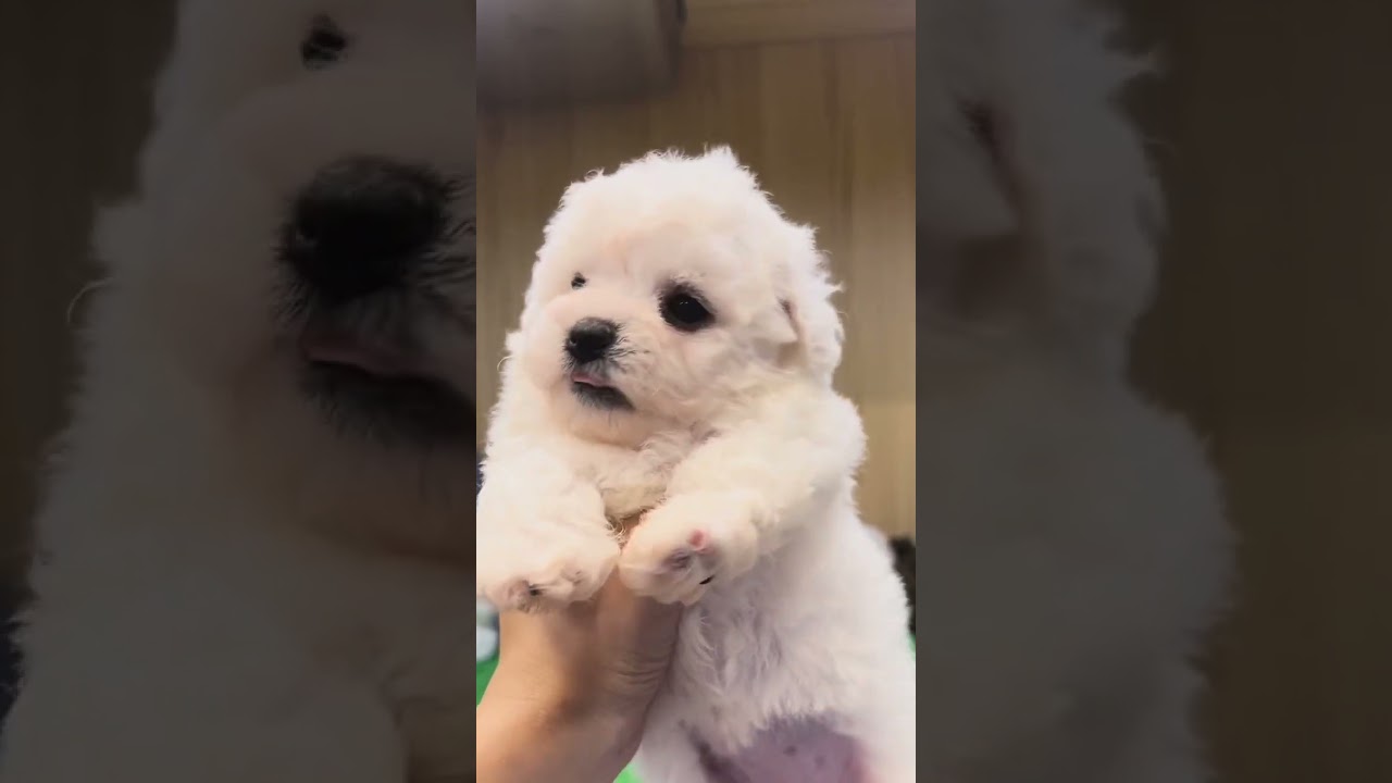 東京都のビションフリーゼ 女の子 22 07 31生まれ ホワイト 白 子犬id ブリーダーナビ