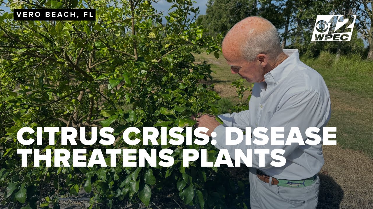 Florida groves threatened by Greening Disease as production plummets by 90%