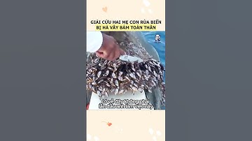 Chú rùa biển được ngư dân giải cứu khỏi lớp hà bám dày đặc