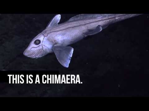 Chimaera: Happy Halloween