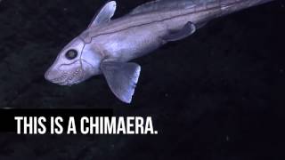 Chimaera Happy Halloween