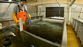 Working at a fish Hatchery in Alaska