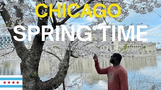Chicago Spring Time | Cherry Blossom Season | Flyover Chicago 2025