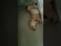 ninni time😪 #shortsfeed #dogviralshorts #dog #labrador #shorts #ytshorts #subscribe #goodnight #love