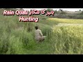 Quail hunting 2020  kirak k  sath batair ka shikar