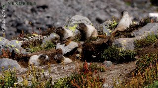 Hoary Marmot Den | Mount Rainier