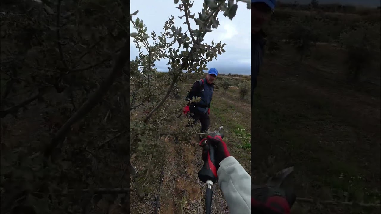 how we prune truffle trees in a warm climate spot
