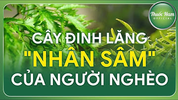 CÂY ĐINH LĂNG Nhân Sâm Của Người Nghèo || Thuốc Nam Official