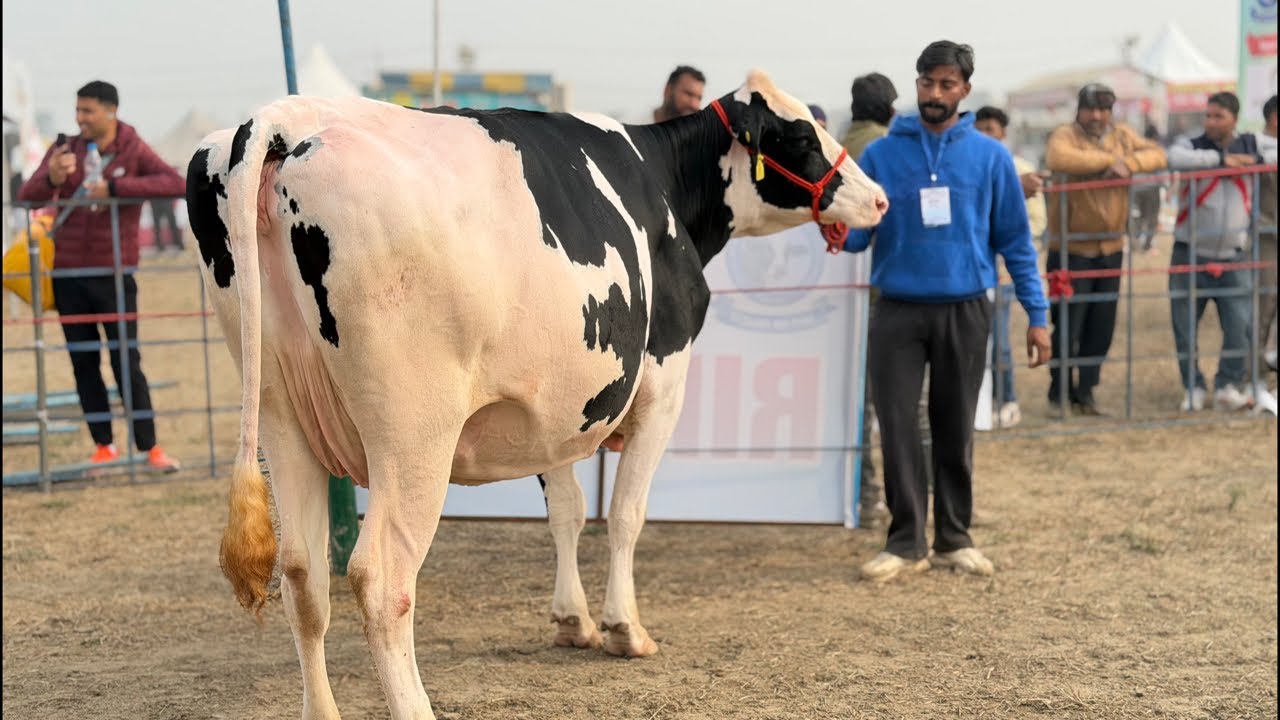 🛑Live🛑Jashan Dairy Farm || Call-90508-22471 || Top class Breed