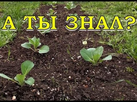 ПРАВИЛА высадки КАПУСТНОЙ рассады!