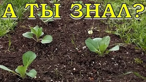 ПРАВИЛА высадки КАПУСТНОЙ рассады!