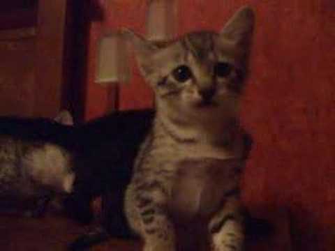 Egyptian Mau Kittens - Growing Up