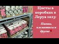 Цветы из коробок.Часть2. Прогулка в Леруа: клематисы, пионы,ирисы,лилии🌷🌸🌼🌻