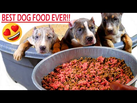 Videó: Szőrme legjobb barátai összezsúfolják a kutyák rákvödörének listáját