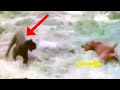 PANTERA VS PERRO (BLACK PANTHER vs DOG) 11 Epic Animal Battles (11 Batallas Épicas de ANIMALES)