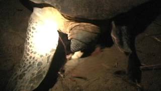 Nesting Green Sea Turtle by KJWVideo 622 views 8 years ago 2 minutes, 43 seconds