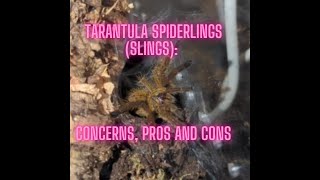 Tarantula Spiderling (Slings): Pros and Concerns