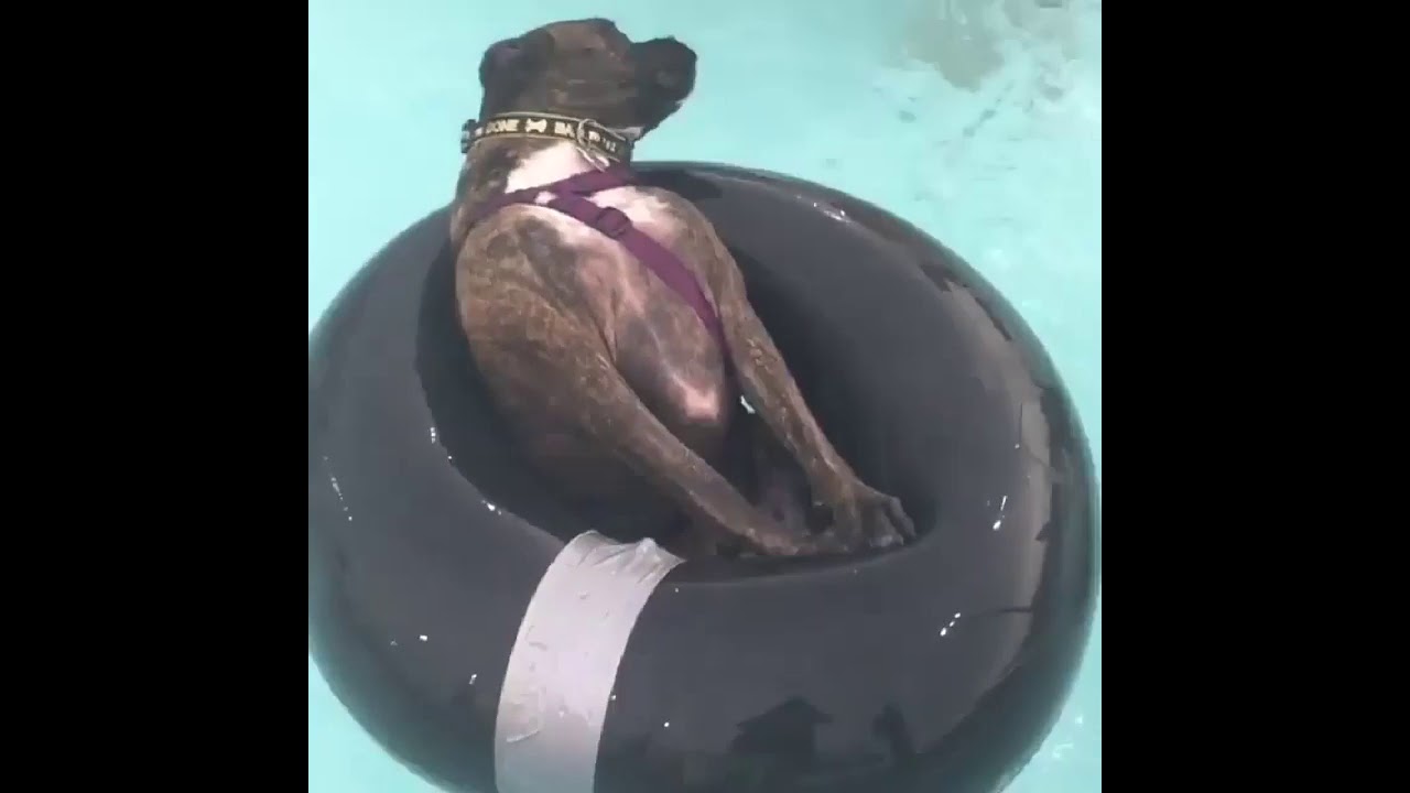 Faze Tari Cu Caini 2019 Youtube