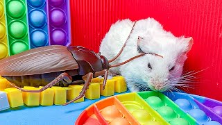The Best Hamster Challenges 227  Hamster Escapes from the Most Amazing Mazes  Mr Hamster