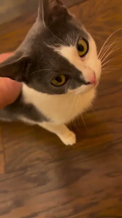 C magnifique vidéo chat ? ? ?