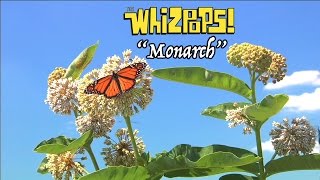 Monarch Song By The Whizpops