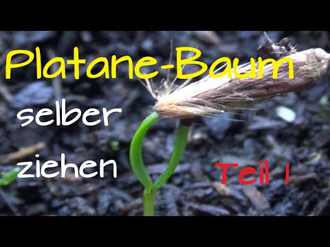 Video: Plane Tree Seed Propagation: Können Sie Platanen aus Samen züchten?