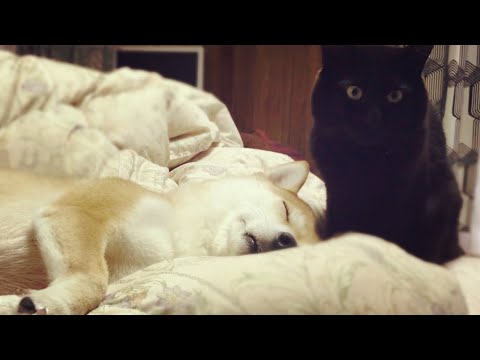 寝息をたてて気持ち良さそうに眠る柴犬〜黒猫を添えて〜 asleep and breathing dog