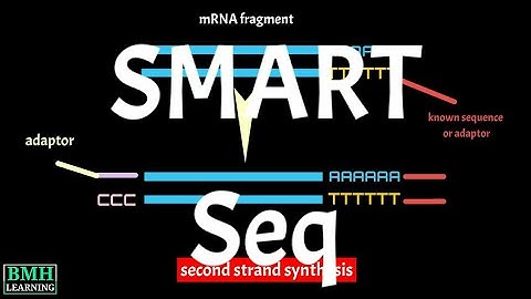 SMART-Seq | Template Switching | Switching Mechanism at 5