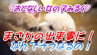 モフモフペットトイプードルみるくちゃんなんでそうなるのやんちゃ2か月女の子の秘密トイプードルマロンとみるくの成長記録　Ｎｏ.１