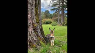 A rabbit eating a grass  #RabbitRescue #CuteAnimals #AnimalRescue