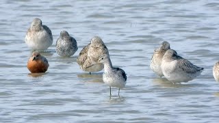 Goldcliff Birding #193  Greenshank, Garganey,  Red Knot, Barwit  4K