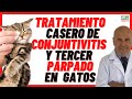 🐱  REMEDIOS CASEROS para la 🟢 INFECCIÓN DE OJOS (CONJUNTIVITIS) y TERCER PÁRPADO EN GATOS 🟢