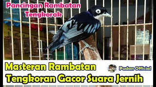 MASTERAN RAMBATAN TENGKORAK GACOR SUARA JERNIH TEMBAKAN RAPAT - PANCINGAN RAMBATAN LORENG
