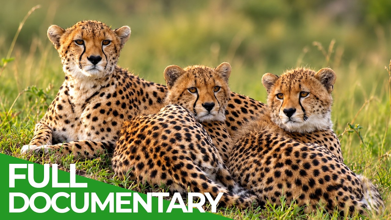 Our Nature: Call of the Wild | Free Documentary Nature