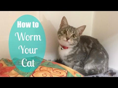 Video: How To Worm A Cat At Home