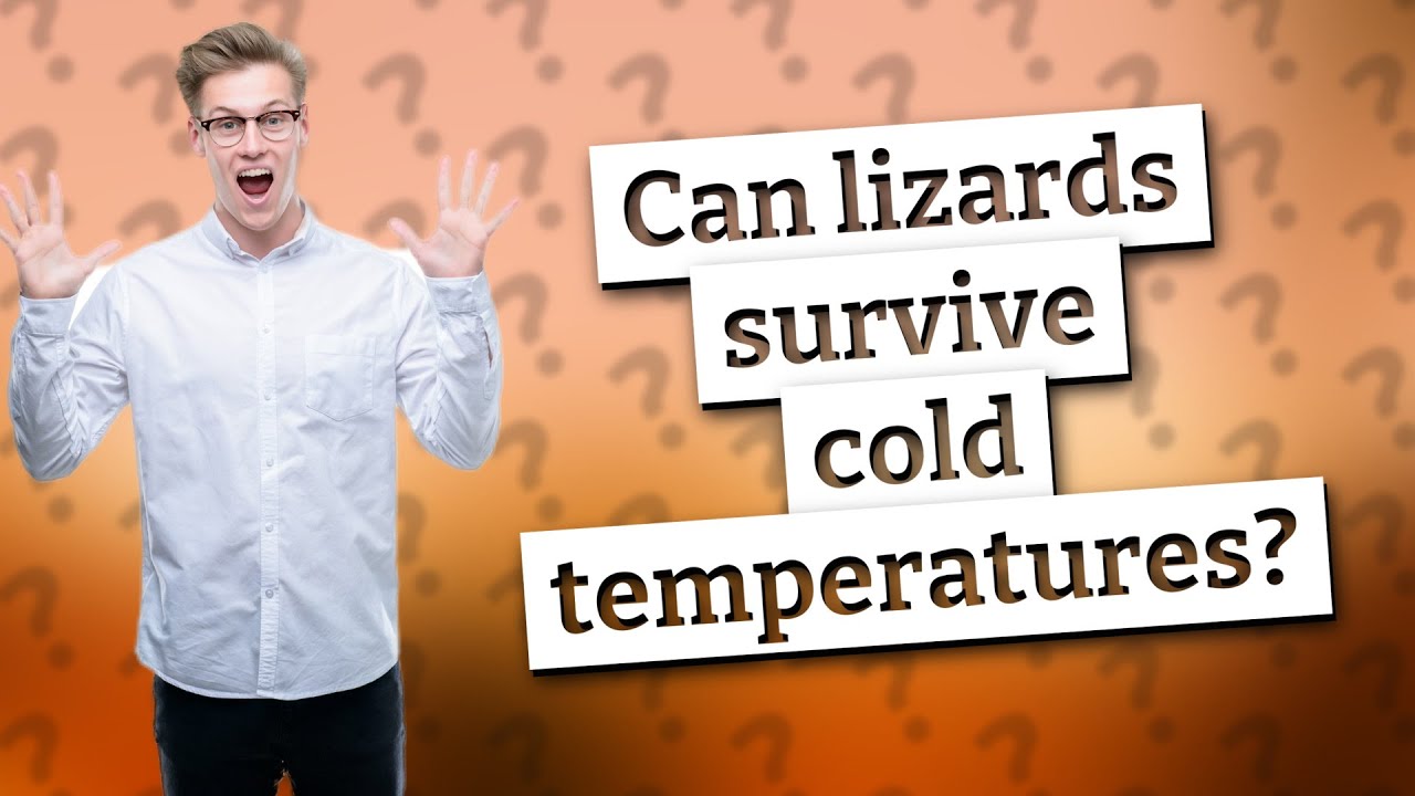 Can lizards survive cold temperatures? YouTube
