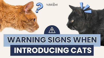 Warning Signs When Introducing Cats to Each Other