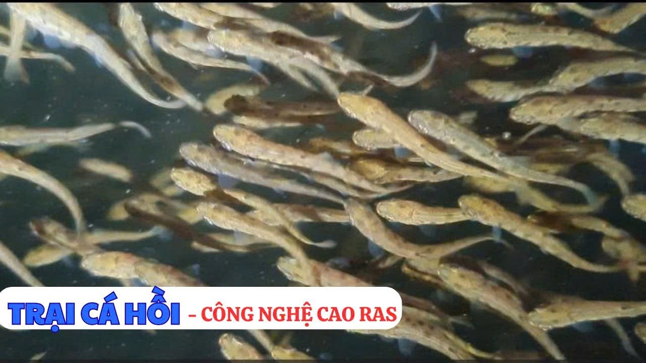 Trại nuôi cá hồi giống công nghệ cao lọc tuần hoàn Ras hiện đại nhất tây bắc | Thủy sản Hùng Tiến