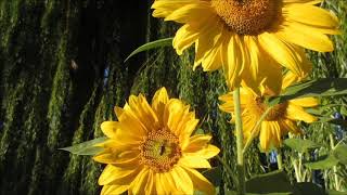 #nature #landscapes #scenery #footage #freefootage #stockfootage Sunflowers With Bees
