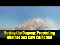 Saving the Dugong: Preventing Another Sea Cow Extinction