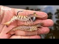 How Smart Are Fish? FAKE BAIT VS REAL BAIT! VUDU SHRIMP